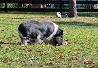 Pregnant hampshire pig on the grass in Florida farm