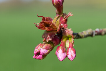 Macro shot of cherry blossom emerging into bloom