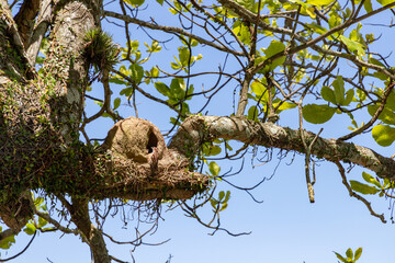 Joao de barro bird nest
