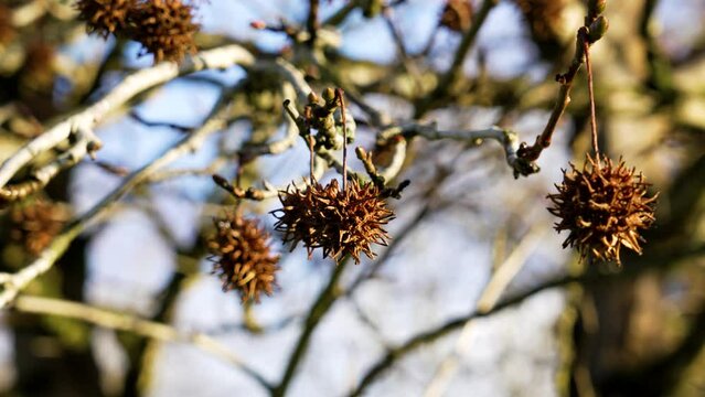 American sweetgum tree branch with hanging spiky seeds in wintertime. Liquidambar styraciflua
