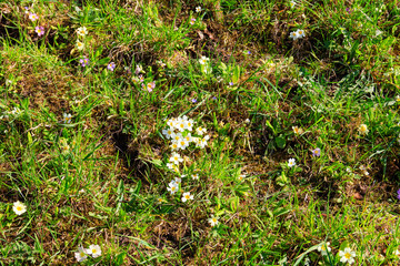 Yellow primrose (Primula vulgaris) on a green meadow at spring