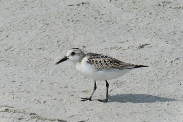 Sandpiper bird on sand background in Atlantic coast of North Florida