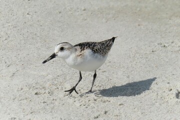Sandpiper bird on sand background in Atlantic coast of North Florida