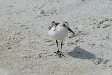Sandpiper bird on sand background in Atlantic coast of North Florida