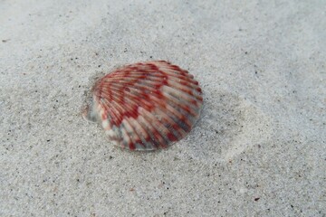 Beautiful burgundy seashell on sand background in Florida beach, closeup