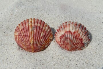 Beautiful burgundy seashells on the beach in Florida, closeup