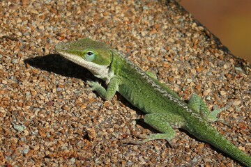 Tropical green anole lizard resting on the roof, closeup