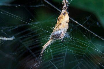 Closeup of a Metepeira labyrinthea spider at her web.