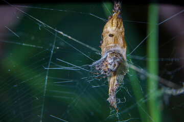 Closeup of a Metepeira labyrinthea spider at her web.