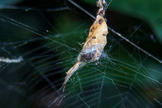 Foto de Avispa alfarera larva Sceliphron spirifex devora arañas