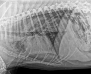 Plain X-ray of the chest of a golden retriever dog suffering from megaesophagus linked to...