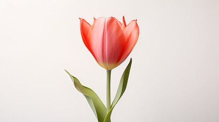 Fototapeta premium Tulip flower on white background. Generated AI
