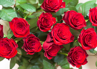 red roses valentines day love romantic 