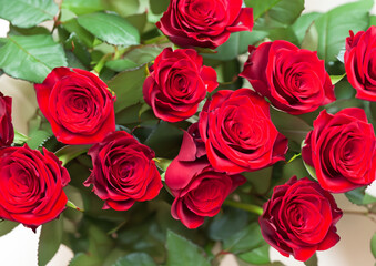 Obraz premium red roses valentines day love romantic 
