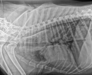 X-ray of a thorax of a golden retriever dog affected by megaesophagus linked to hypothyroidism,...