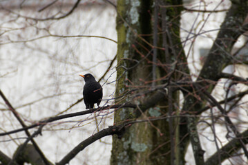 Male eurasian blackbird (Turdus merula) perched on tree branch in Zurich, Switzerland