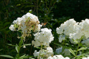 Hummingbird hawk-moth (Macroglossum stellatarum) in flight in Zurich, Switzerland