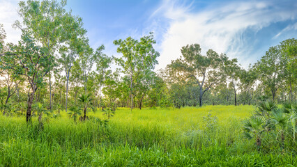 The lush vegetation in the Northern Territory of Australia