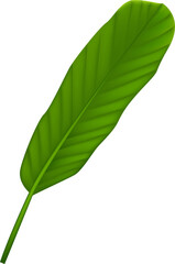Obraz premium Realistic tropical plants, jungle leaf. Green monstera, palm and banana leaves, summer exotic spa decorative elements. 3d isolated botanical rainforest objects, transparent, png