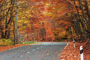 A road lined with autumn trees, a breathtaking view, falling leaves