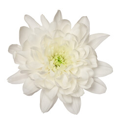 White chrysanthemum bud on isolated background, top view