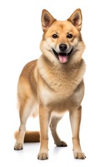 Generative AI : Norwegian Buhund Dog full body on white background