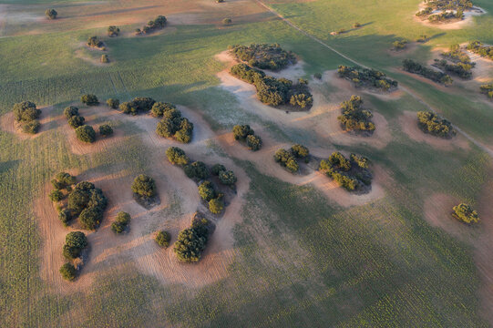 Early morning light washes over a serene landscape of rolling fields dotted with holm oak in Alcarria