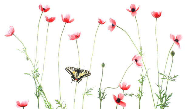 A striking Old World swallowtail butterfly flutters among delicate red poppies on a clean white background