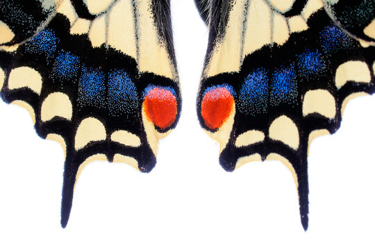 Close up of the symmetrical patterns and vibrant colors on the wings of a Papilio machaon butterfly against a white background