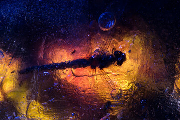 A dragonfly encased in amber hues of frost, with a backdrop of vibrant blue and orange textures, reminiscent of a warm fire meeting the cold winter