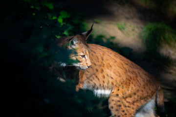 Lynx In The Zoo