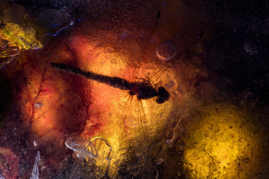 A dragonfly encased in amber hues of frost, with a backdrop fusion of fiery reds and yellows, creating a striking contrast with the surrounding cold blues textures