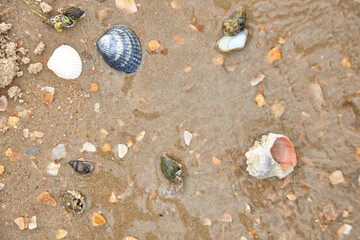 crab on the sand crab skin in the sun under the sun