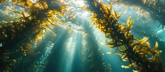 Monterey Bay, California, is filled with radiant sunshine streaming through the towering kelp forest, a crucial marine home.
