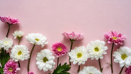 several white and pink flowers daisies chrysanthemums cherry blossom on a seamless pastel pink background top view flat lay copy space for text generativetechnology