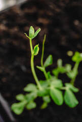 Young peas seedling stands in plastic pot. Plant in ground. Soil background. Copy space. Cultivation in greenhouse. Young sprout. Gardening hobby. Harvest growing. Closeup. Soft focus