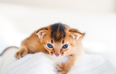 Small little newborn kitty, wild-colored kittens of Abyssinian cat breed lie, sleep sweetly on soft white blanket in bed. Funny fur fluffy kitty at home. Cute pretty brown red pet pussycat, blue eyes