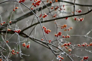 December frost on bittersweet berries Sugar Run Pennsylvania