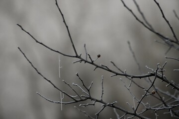 Fototapeta na wymiar December morning heavy frost on spider webs Sugar Run Pennsylvania