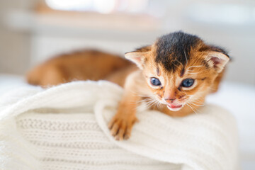 Small little newborn kitty, wild-colored kittens of Abyssinian cat breed lie, sleep sweetly on soft...