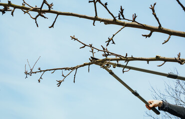 A gardener prunes a branch of tree. Secateurs, gardening scissors - cut tool. Side view. The man hands are cutting off a twig close-up. Garden care. Season of gardening work. DIY. 4k video