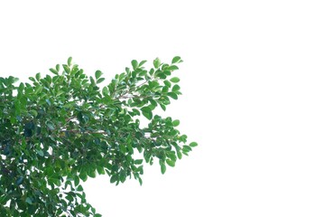 A Tropical tree with leaves branches and sunlight, on white isolated background for green foliage backdrop 