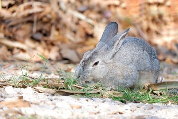 A grey rabbit sitting on the ground floor with daylight in outdoor 