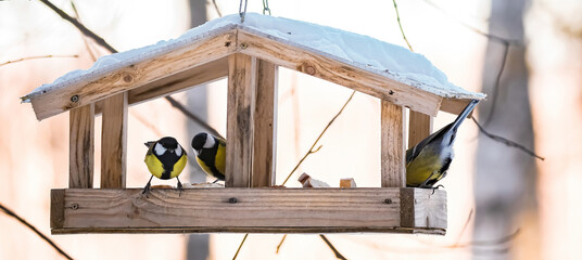 Feeding birds in winter. Cute garden birds Great Tits eat nutritious seeds