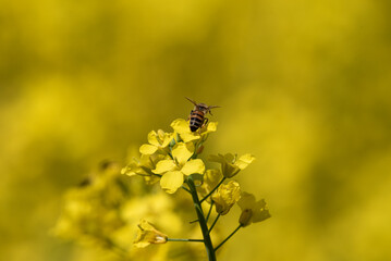 Close-Up of a Bee Pollinating Vibrant Yellow Rapeseed Flowers on a Sunny Day