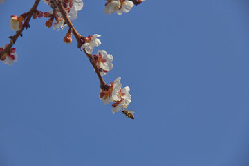 Selective focus of beautiful branches of white blossoms on the tree under blue sky, Beautiful Sakura flowers during spring season in the park, Floral pattern texture, Nature background.