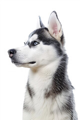 Obraz premium Siberian Husky dog isolated on white background