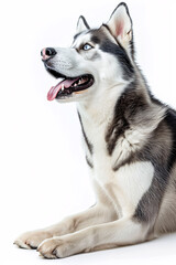 Obraz premium Siberian Husky dog isolated on white background