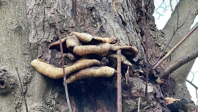 Woodland mushrooms growing in a old tree in the forest - Nature and outdoor concepts Woodland mushrooms growing in a old tree in the forest - Nature and outdoor concepts