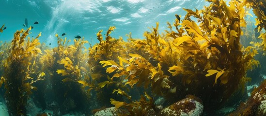 Obraz na płótnie Canvas Kelp forest canopies cover sea surface near California's Channels Islands.